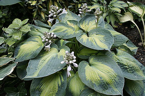 Hosta blue circle - blue, garden