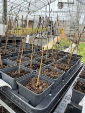 Green/Copper Beech Tree - Fagus sylvatica 🇬🇧 20/40cm (P9)