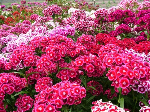Sweet william auricula - sweet,