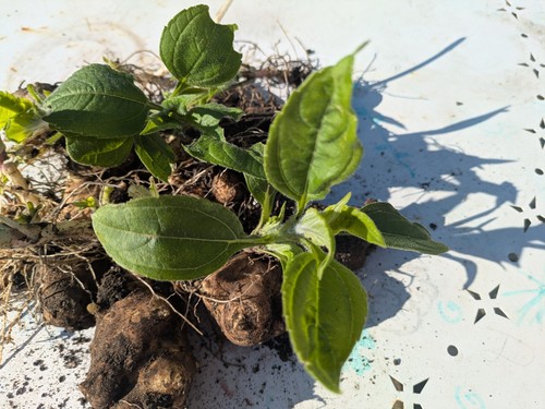 Jerusalem artichokes tubers