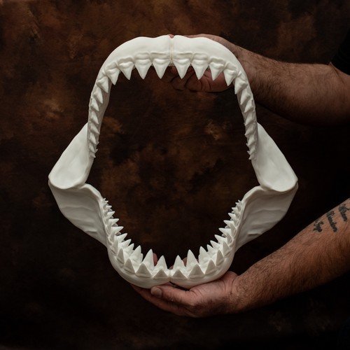 Great white shark - white,