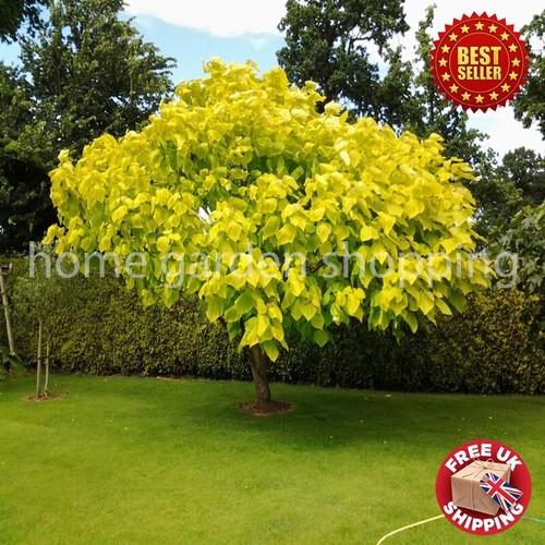 Stunning catalpa golden - stunning,