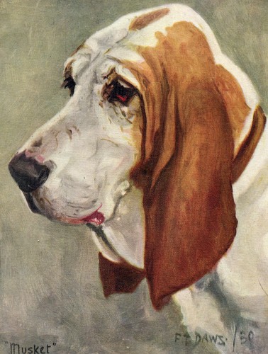 Basset hound vintage 1934 - vintage, dog