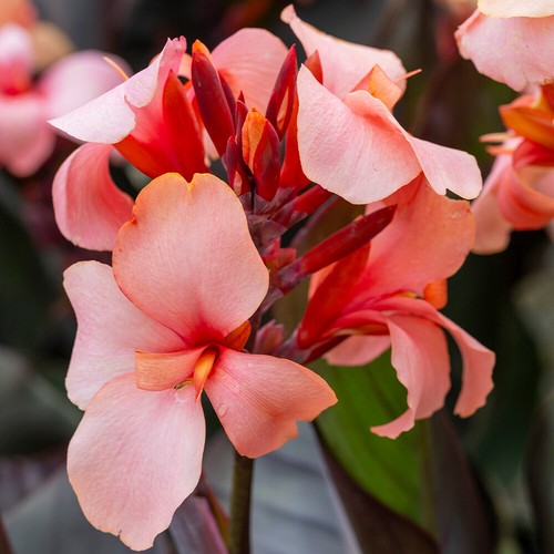 Setr canna lily cannova - canna,
