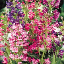 50 Vibrant Penstemon Mixed