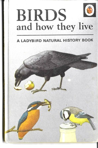 Ladybird birds how - &,