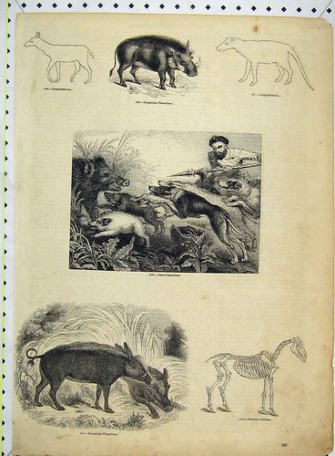 Original old antique print - original,