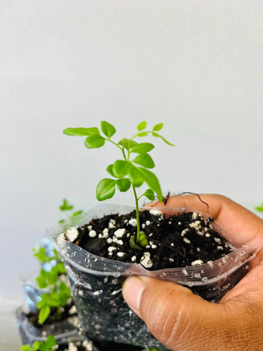Curry leaf plants murraya - plants,