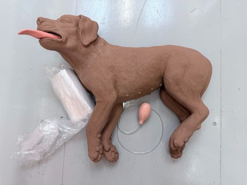 Casper cpr dog manikin with - casper,