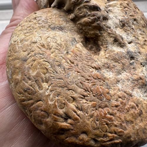 Hypocladiscites large - ,