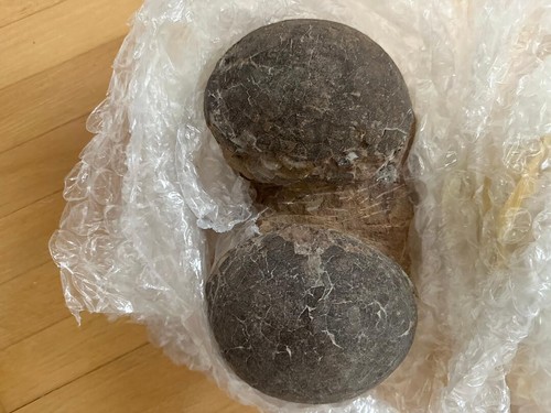 Genuine dinosaur fossil - dinosaur,