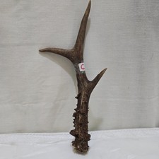 DEER /ROE ANTLER ,THUMBSTICK/