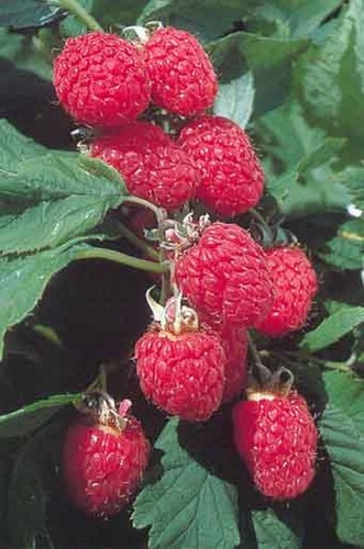 Raspberry glen fyne - x,