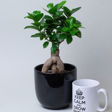 Bonzi Tree in a 13cm Nursery