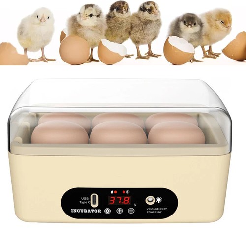 Chicken egg incubator - egg,