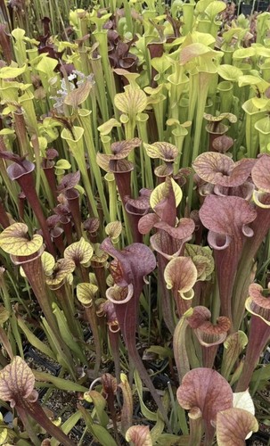 Sarracenia starter pack 5 - pack,,