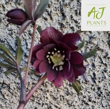 Helleborus orientalis Double