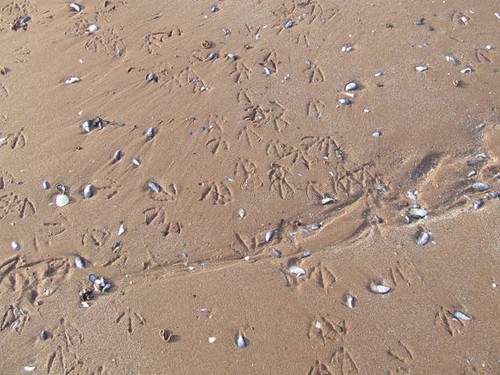 Photo 6x4 footprints the - 6x4,