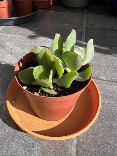 Crassula arborescens ripple - crassula,
