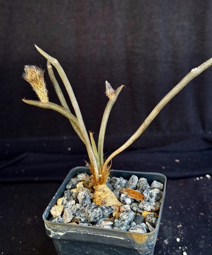 Astrophytum caput medusa - astrophytum, caput-medusa