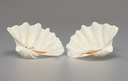 Large pair clam shells - clam,