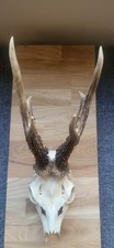 Roe Deer Antlers