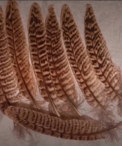 Natural pheasant feathers - 20,