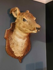 Taxidermy Deer head Antique