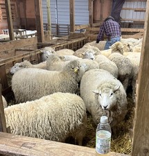 Organic Raw Texel Sheep Wool Locally Sourced Uncleaned Unbleached Unprocessed