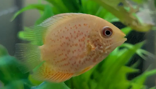 Red spot gold - severum, cichlid