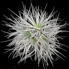 Extra Large silver clump Tillandsia Airplant 20-25cm houseplant NO SOIL REQUIRED
