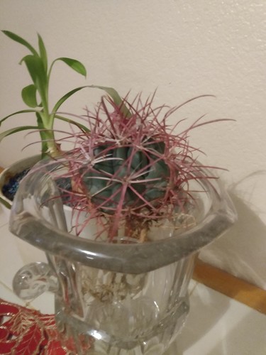 Cactus red barrel long - ,