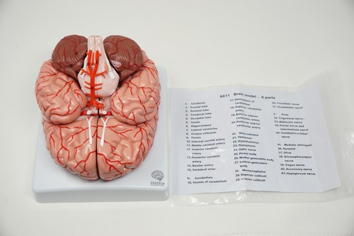Evotech human brain - human,