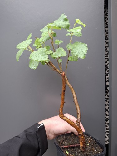 Silver birch bonsai starter - silver,