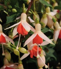 Fuchsia Upright Bush 'Mandarin