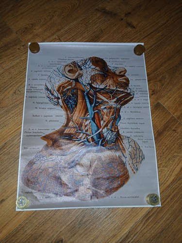 Anatomy medical human - human, head