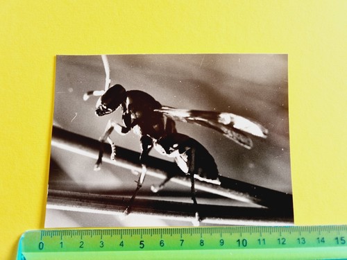 Photography vespa bee - photography, 60s