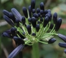 Black Magic Agapanthus 2 Years Old In 9cm Pot Lily Of The Nile Limited in stock