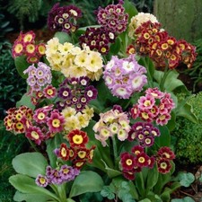 2 x 1  LITRE POTS PRIMULA