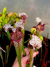 Sarracenia Premysl Otakar x