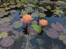 Hardy Pink + Yellow Water Lily