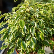 Ficus Golden King - Variegated Weeping Fig | Indoor 30-40cm Potted Office Plant