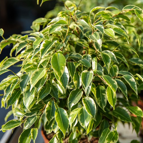 Ficus golden king - golden,