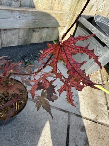 Acer palmatum purple - acer, ghost