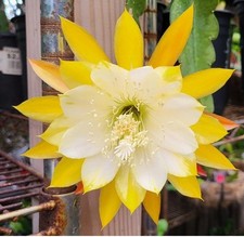 1 EPIPHYLLUM Rare  Cactus
