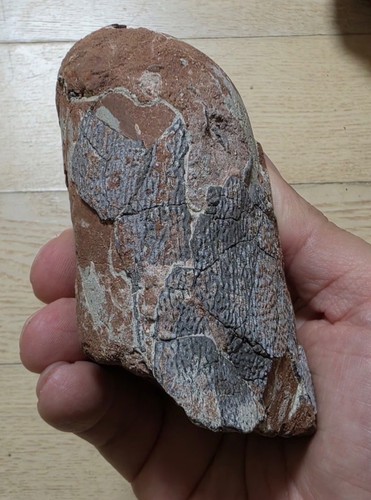 Dinosaur egg elongatoolithus - dinosaur,