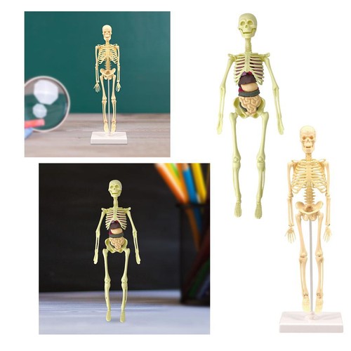 Human skeleton model - human, body