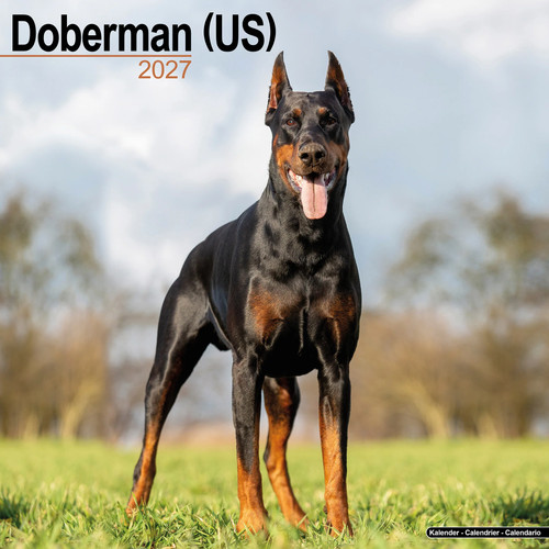 Doberman 2027 calendar - doberman, (us)