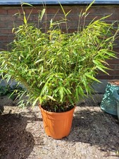 Bamboo Plant 60 cm Green