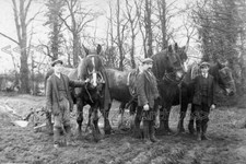 abb-98 Farm Horse & Plough with Labourer, Mildenhall, Suffolk. Photo
